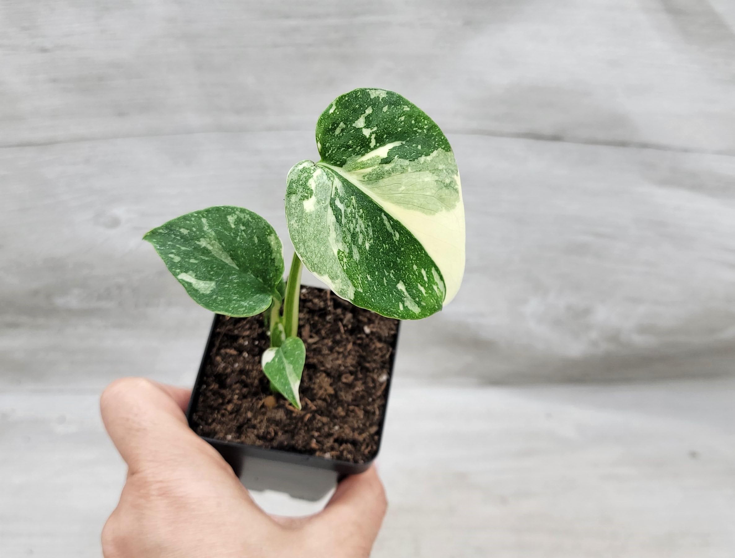 モンステラ・ポトス Monstera 'Thai Constellation Select' 6